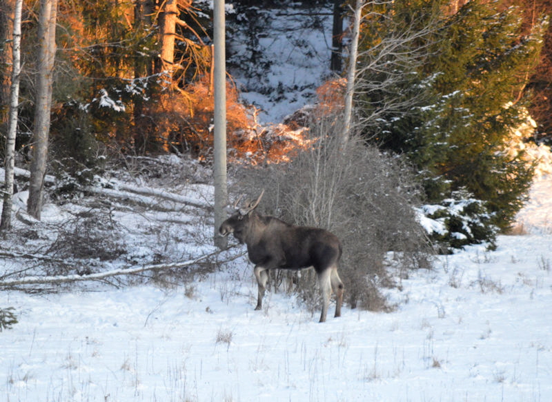 moose 1