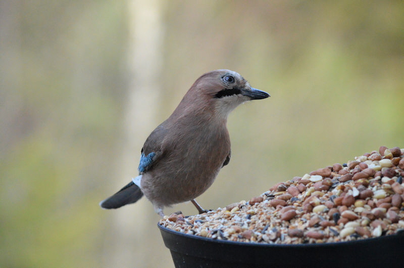 nov 24 2017 breakfast birds 004