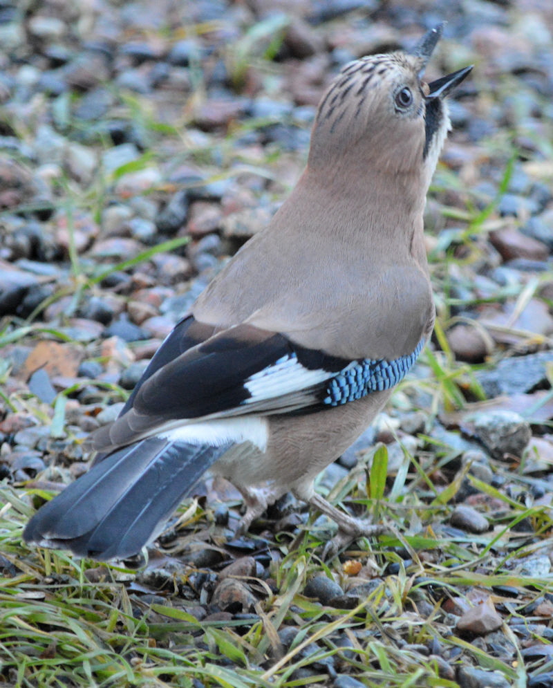 nov 24 2017 breakfast birds 018