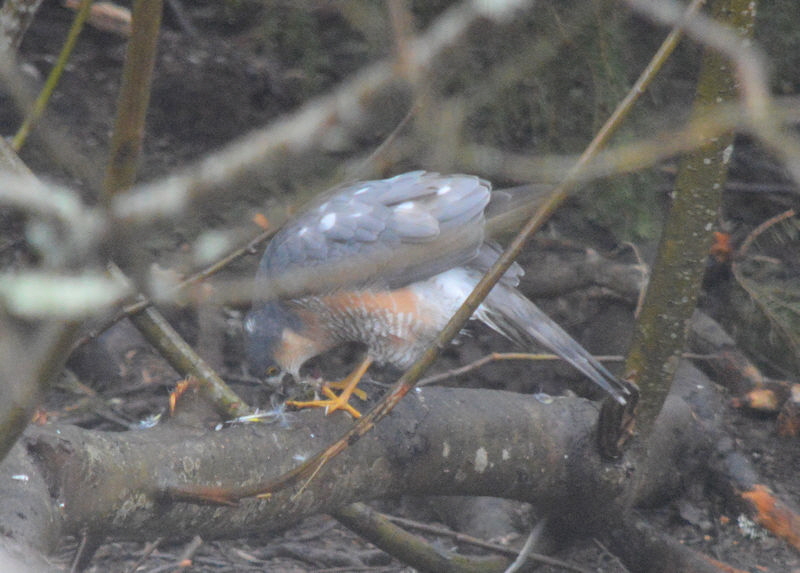 sparrowhawk1