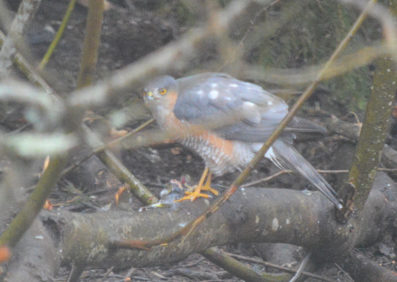 sparrowhawk2