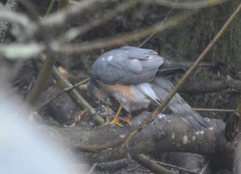 sparrowhawk3