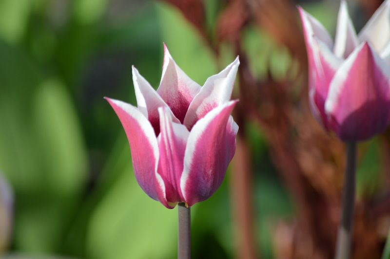 tulips may 12 2018 001b 800