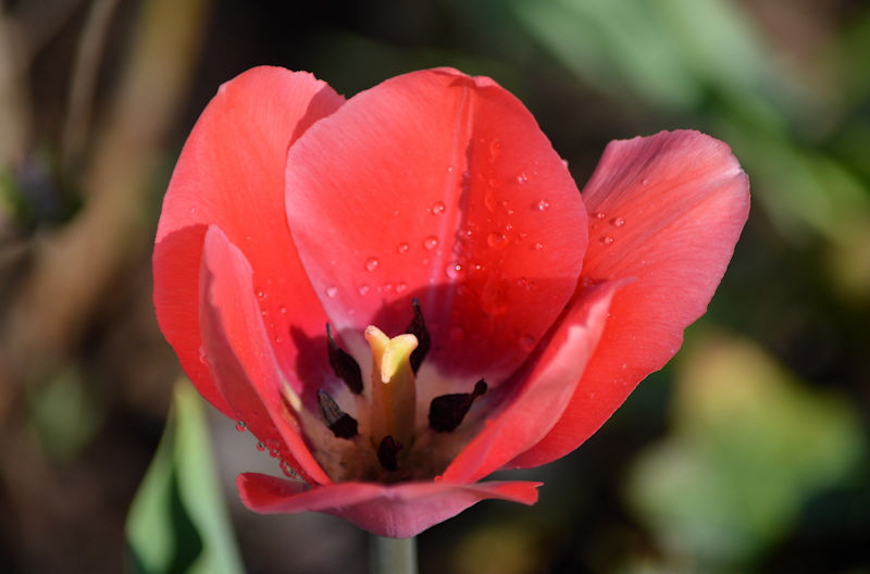 tulips may 12 2018 006 800