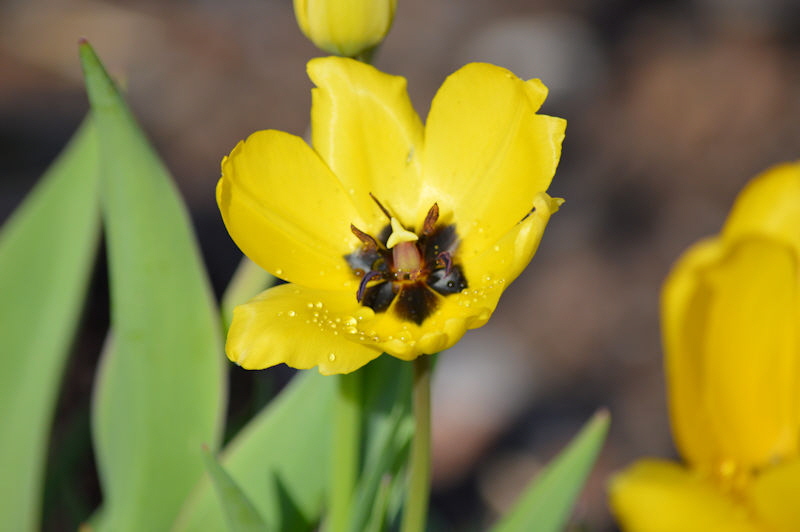 tulips may 12 2018 011 800