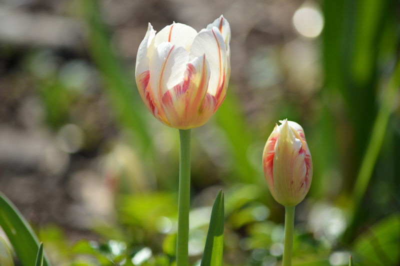 tulips may 12 2018 017 800