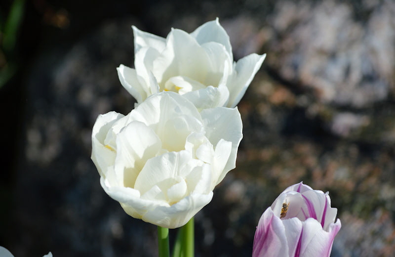 tulips may 12 2018 018 800