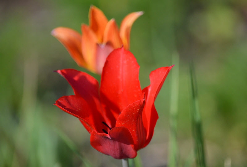 tulips may 12 2018 027 800