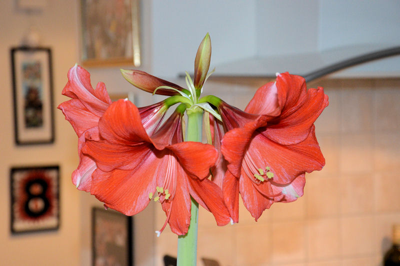 december 2012 Amaryllis 6 flowers