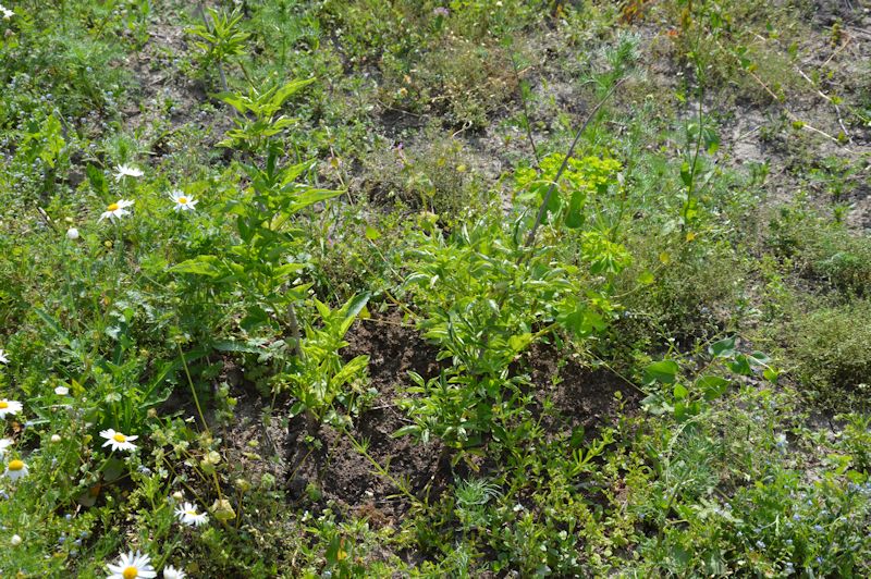 july 2014 121 elderberry