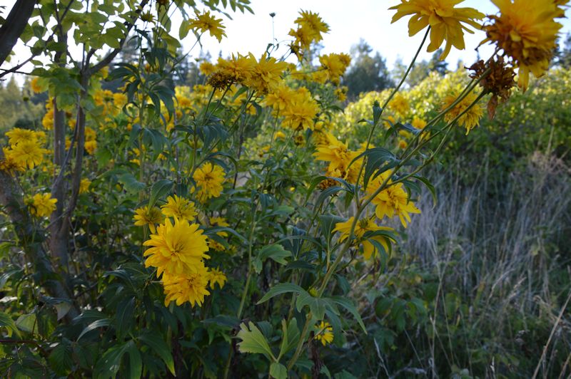 sep 2014 045 flowers